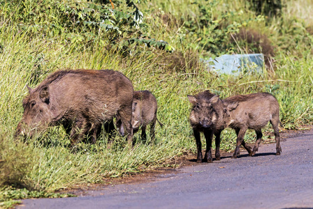 沥青路面野猪的家庭与草的背景