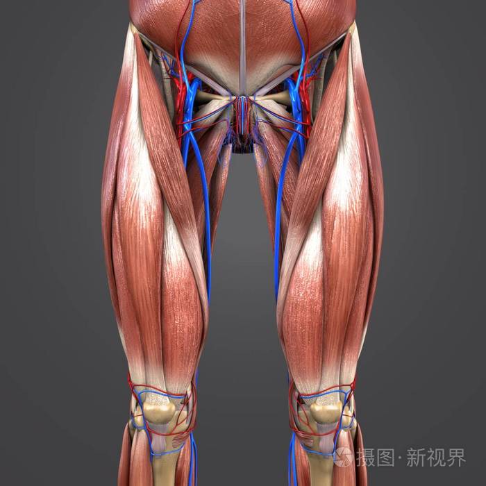 人体臀部和大腿肌肉和骨骼的丰富多彩医学例证与循环系统