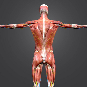 人体肌肉骨骼解剖与循环系统和神经的彩色医学例证