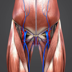 人体臀部和大腿肌肉和骨骼的丰富多彩医学例证与循环系统