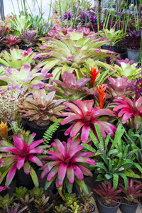 Bromeliad 花卉在园林中的各种颜色为明信片美容装饰和农业概念设计