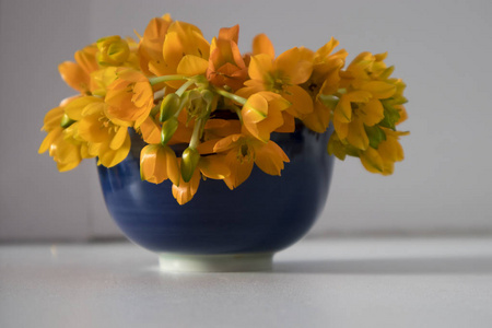 盛开的黄色虎眼疑在蓝色花瓶里