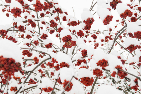 山灰和雪图片