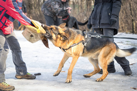 警方牧羊犬攻击和培训过程的叮咬