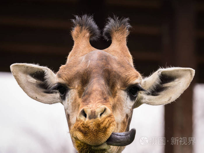 长颈鹿长颈鹿肖像图片野生动物照片
