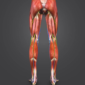 人体下肢循环系统,神经和淋巴结的彩色医学例证照片