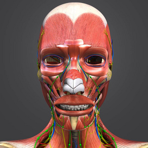 人体面部肌肉和骨骼与循环系统神经和淋巴结的彩色医学例证