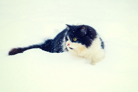 走在雪花中的猫