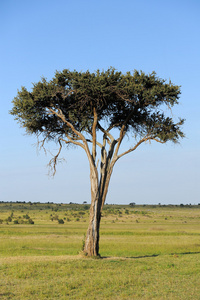 景观与树在非洲