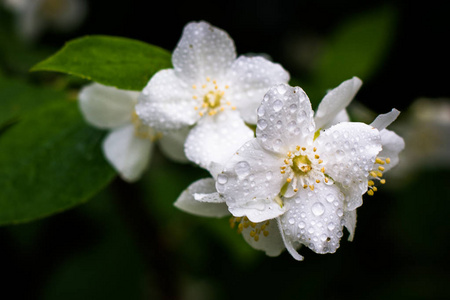 在黑暗背景下雨后的白茉莉