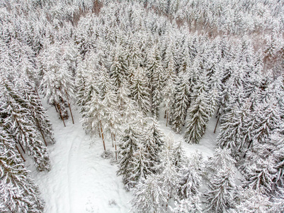 雪覆盖的常青树是美丽的。