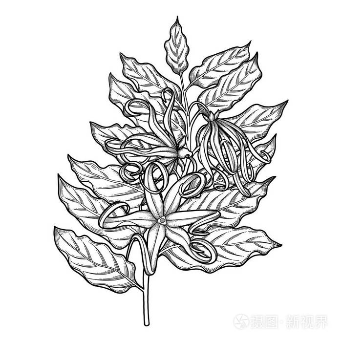 平面依兰依兰设计插画-正版商用图片0o4gp0-摄图新视界
