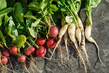 水萝卜萝卜图片