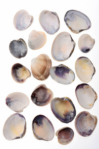 组的海螺贝壳上白色孤立