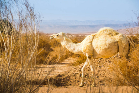骆驼在沙漠中的一天