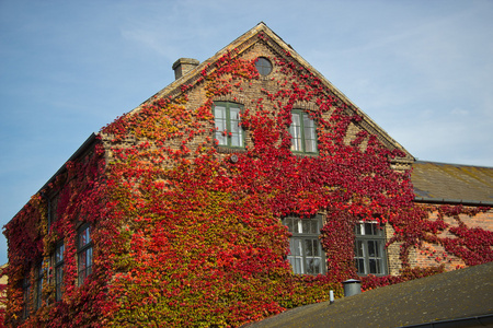 红叶的野生葡萄在房子的窗户