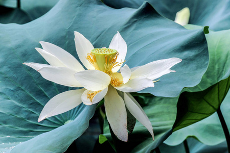 白莲花与绿色的树叶照片 正版商用图片04h93i 摄图新视界 白莲花与绿色的树叶照片 正版商用图片04h93i 摄图新视界