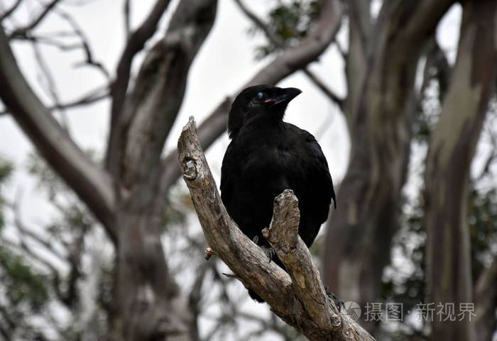 关闭一只黑乌鸦坐在一个死树分支与多云的天空和焦点分支的背景下