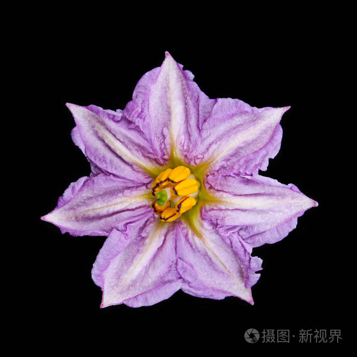 黑茄子花照片 正版商用图片0o4mx5 摄图新视界