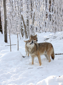 对夫妇的冬日树林中的狼图片
