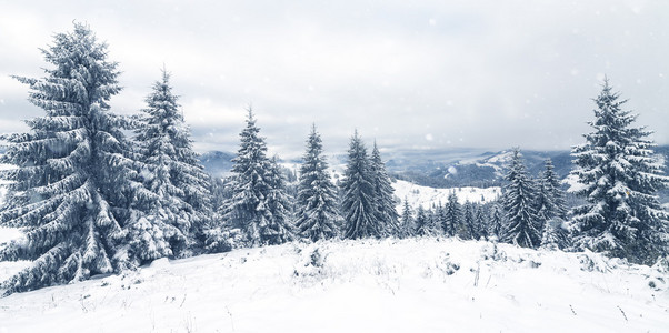 树木覆盖着白霜和在山中雪