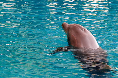 永宽海豚在红海游泳