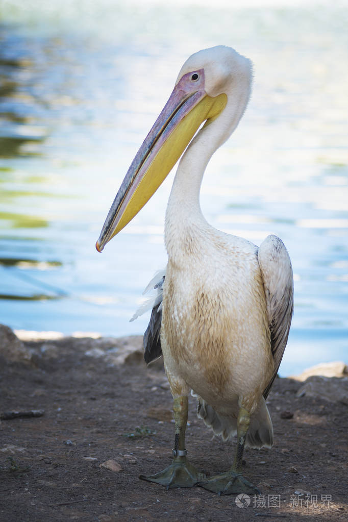 大白色或东部白色鹈鹕玫瑰色鹈鹕或白色鹈鹕是鸟在鹈鹕家庭