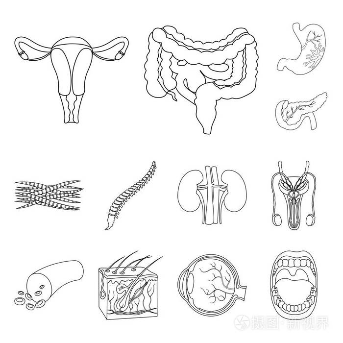 人体轮廓图标的内部器官在集合中进行设计.