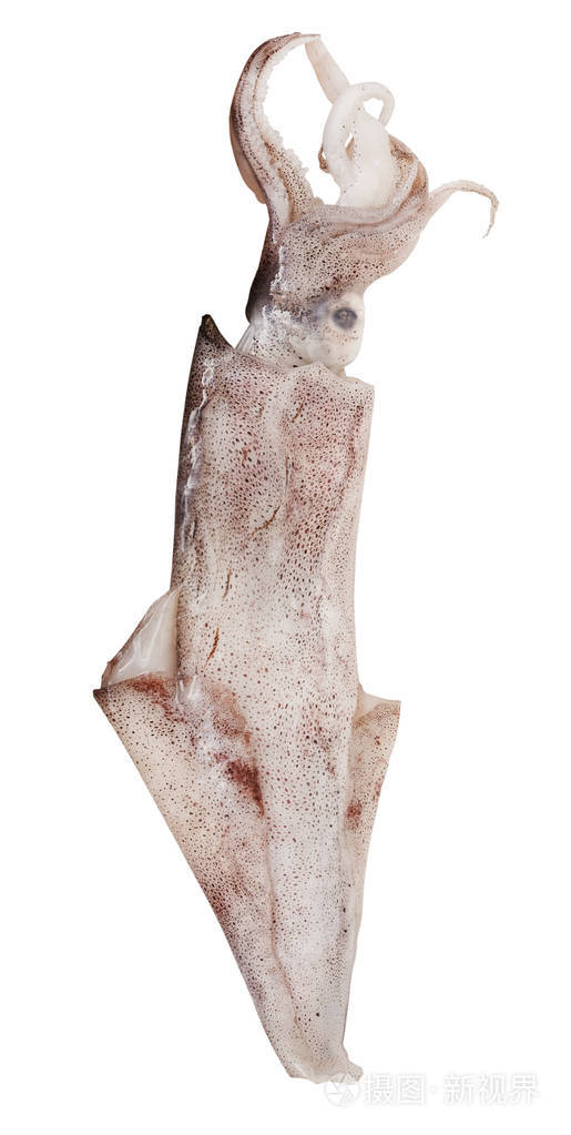 新鲜的大枪乌贼