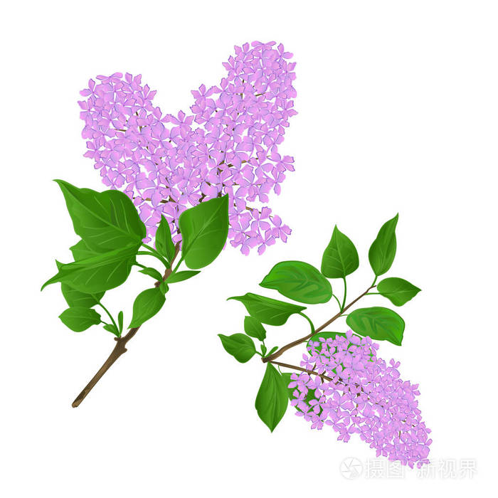 花和叶子的丁香小枝老式设置第一个矢量插图手画可编辑