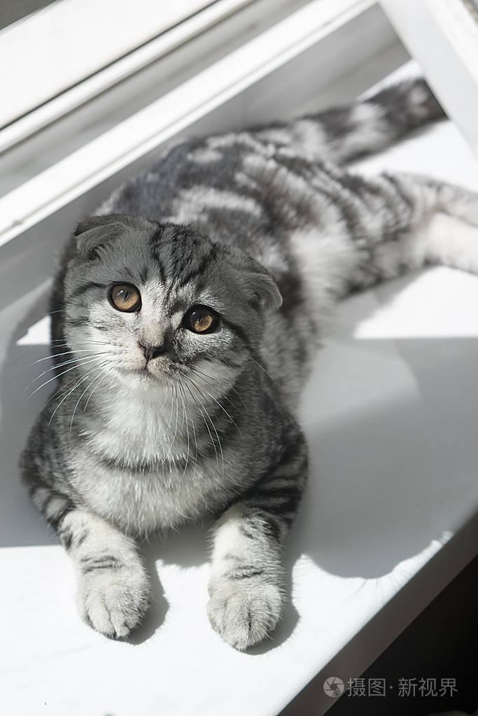 灰色苏格兰折叠猫