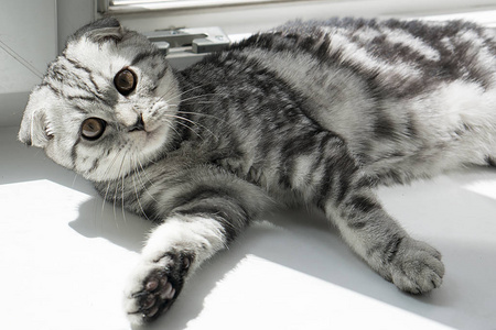 灰色苏格兰折叠猫