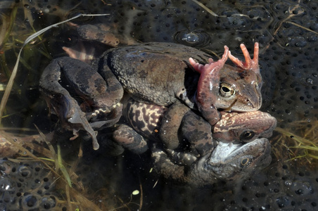 共同青蛙的组合 暂时的 , 也被称为欧洲的普通青蛙, 欧洲普通的棕色青蛙, 或欧洲的草蛙