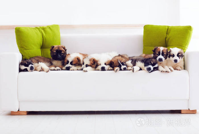 九条可爱高加索牧羊犬小狗躺在家里的沙发上的行中的肖像