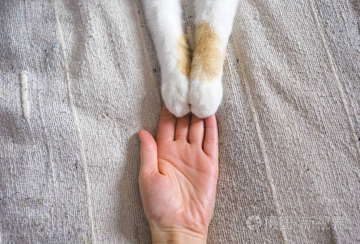 人与猫之间的友谊爪子在手上