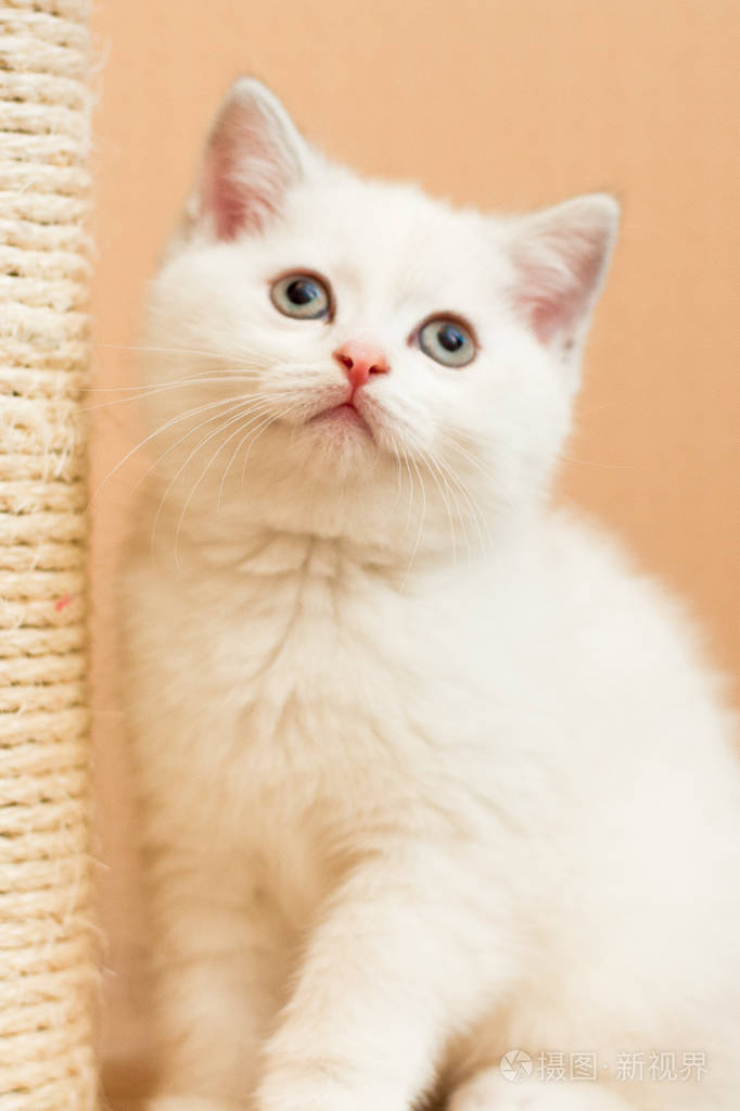 美丽的白色小猫在房间里环顾四周照片-正版商用图片0o53x3-摄图新视界