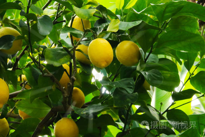 柠檬树自然黄色背景水果