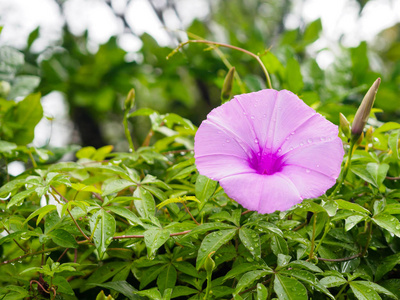 水滴在牵牛花，紫色花，紫色鲜花盛开的花园，关闭