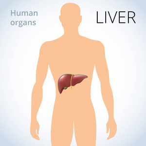 肝脏在体内的位置, 人体消化系统