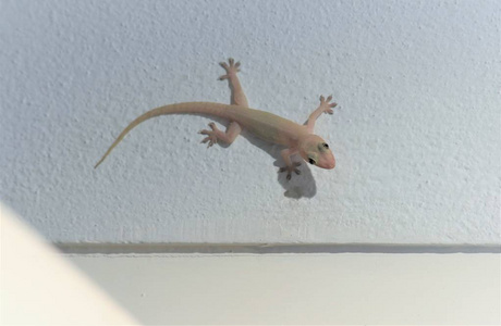 爬在墙上寻找昆虫的年轻蜥蜴