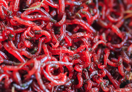 红蛾背景非常多的滑坏的红蚊幼虫蛾照片