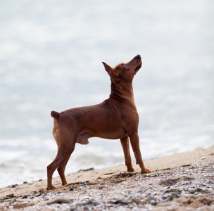 在海滩上的迷你杜宾犬