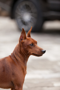 年轻的迷你杜宾犬