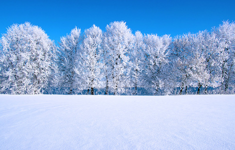 霜雪树