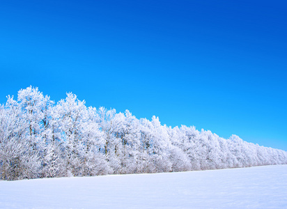 霜雪树