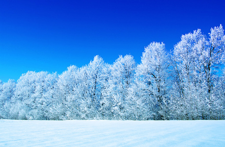 霜雪树