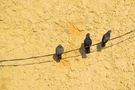 三坐在等待鸽子, 背景橙色墙壁