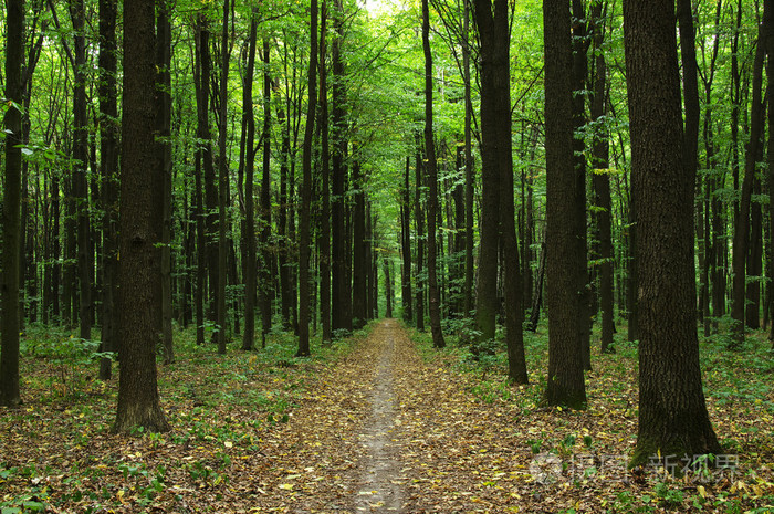 在一片森林中的树木