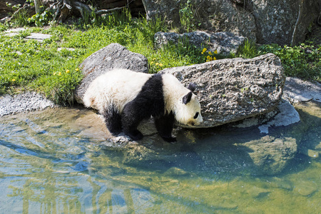 大熊猫熊去河边