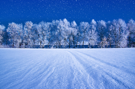 霜雪树